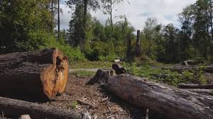 Reliable Stratford, WI Tree Services Solutions