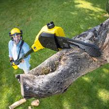 Best Firewood Processing and Delivery  in Stratford, WI