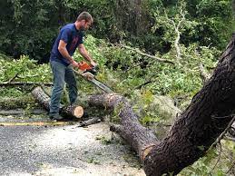 Best Hazardous Tree Removal  in Stratford, WI