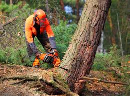Best Tree Risk Assessment  in Stratford, WI
