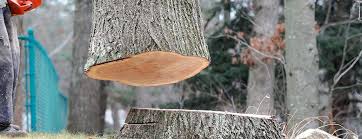 Best Fruit Tree Pruning  in Stratford, WI