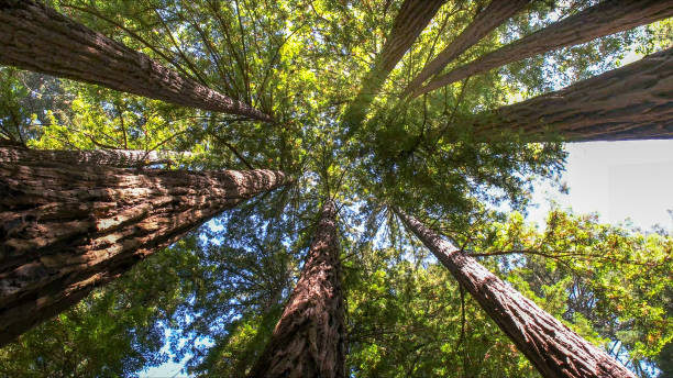 Best Arborist Consultation Services  in Stratford, WI