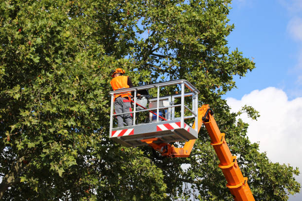  Stratford, WI Tree Services Pros