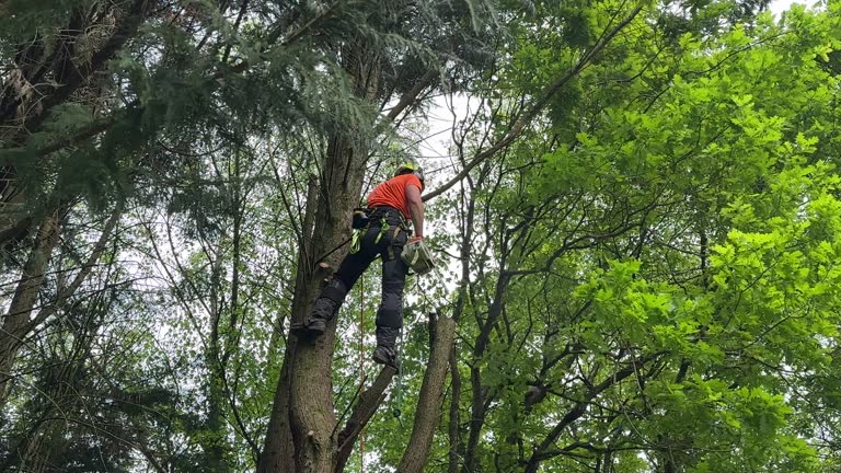 Best Lawn Dethatching  in Stratford, WI