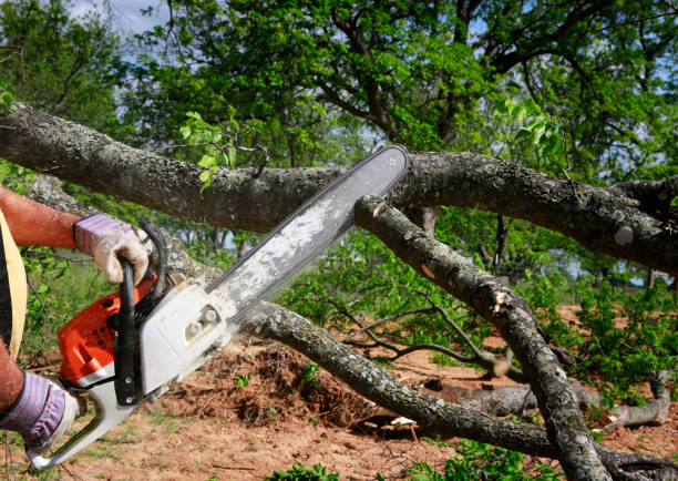 Best Tree Trimming and Pruning  in Stratford, WI